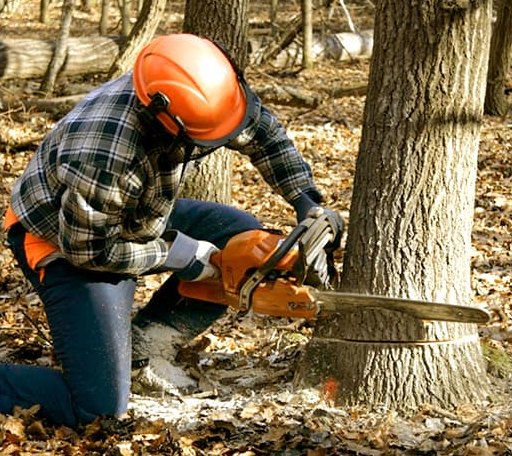 Tree Removal in Camden, ME